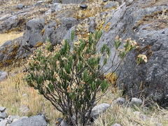 Linochilus eriophorus