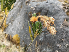 Linochilus eriophorus