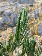 Linochilus eriophorus