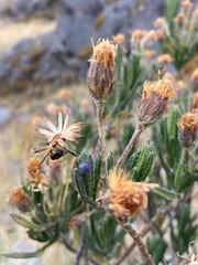 Linochilus eriophorus