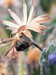 Linochilus eriophorus