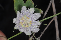 Passiflora tucumanensis