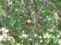 Cardinalis cardinalis