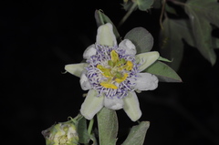 Passiflora tucumanensis