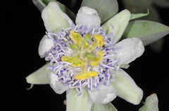 Passiflora tucumanensis