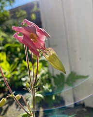 Aquilegia vulgaris