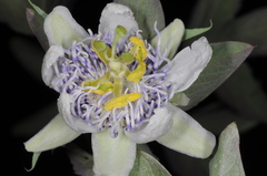 Passiflora tucumanensis