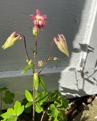 Aquilegia vulgaris