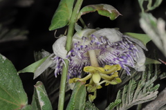 Passiflora tucumanensis
