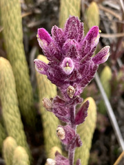 Neobartsia laniflora