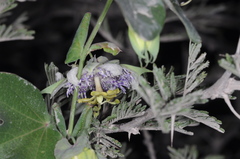 Passiflora tucumanensis