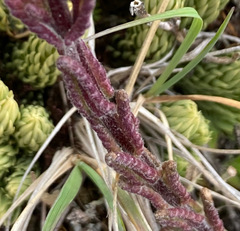 Neobartsia laniflora