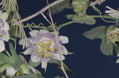 Passiflora tucumanensis