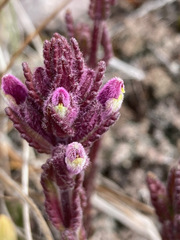 Neobartsia laniflora