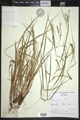Carex debilis rudgei