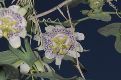 Passiflora tucumanensis