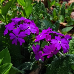 Primula sieboldii