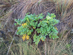 Myrrhidendron glaucescens