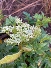 Myrrhidendron glaucescens