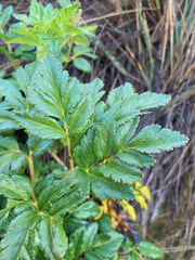 Myrrhidendron glaucescens