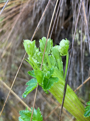 Myrrhidendron glaucescens