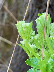 Myrrhidendron glaucescens