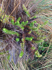 Alchemilla hispidula
