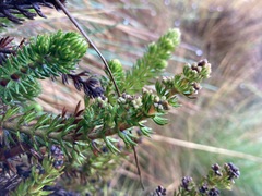 Alchemilla hispidula