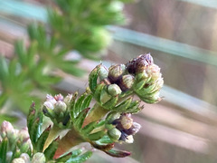 Alchemilla hispidula