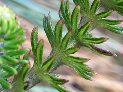 Alchemilla hispidula