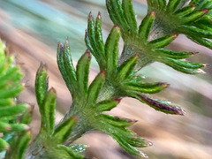 Alchemilla hispidula