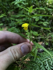 Melampyrum sylvaticum