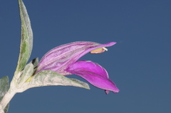 Poikilacanthus tweedieanus