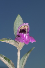 Poikilacanthus tweedieanus