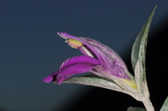 Poikilacanthus tweedieanus