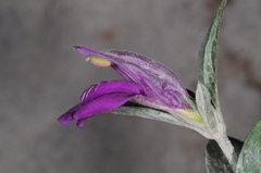 Poikilacanthus tweedieanus