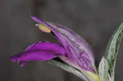 Poikilacanthus tweedieanus