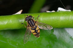 Helophilus pendulus