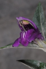Poikilacanthus tweedieanus