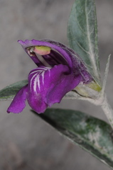 Poikilacanthus tweedieanus