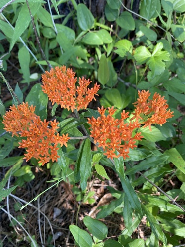 Asclepias tuberosa image
