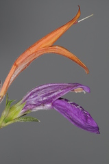 Poikilacanthus tweedieanus