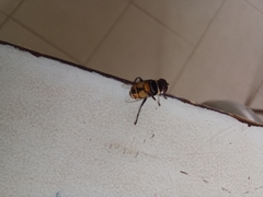 Palpada
