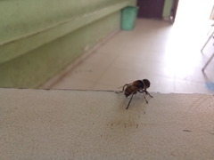Palpada