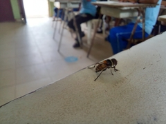 Palpada