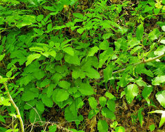 Ligusticum canadense