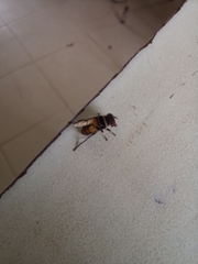 Palpada