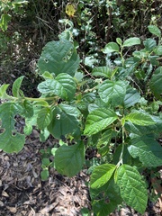 Trymalium odoratissimum