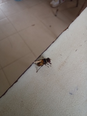 Palpada
