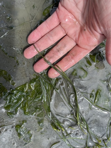 Zostera japonica iNat (1)
